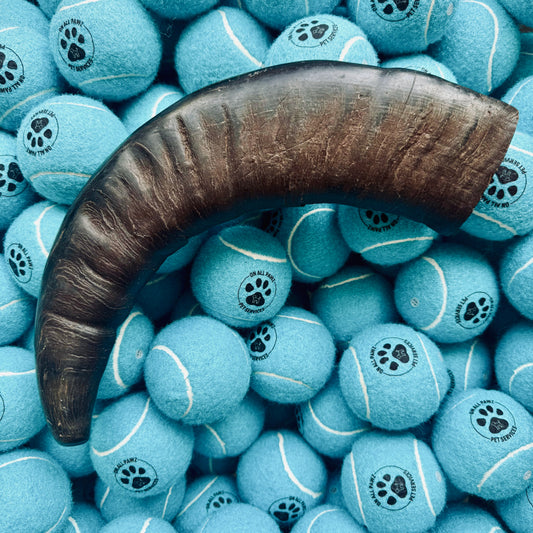 Large brown horn on a pile of blue tennis balls with paw prints, all branded 'All Ball'.