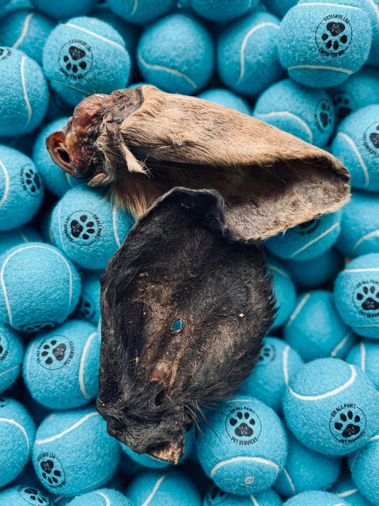 A large hairy cow ear placed on a pile of blue tennis balls designed for dogs.